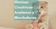 Eliminar cicatrices de arañazos o mordeduras con parches cicatrizantes