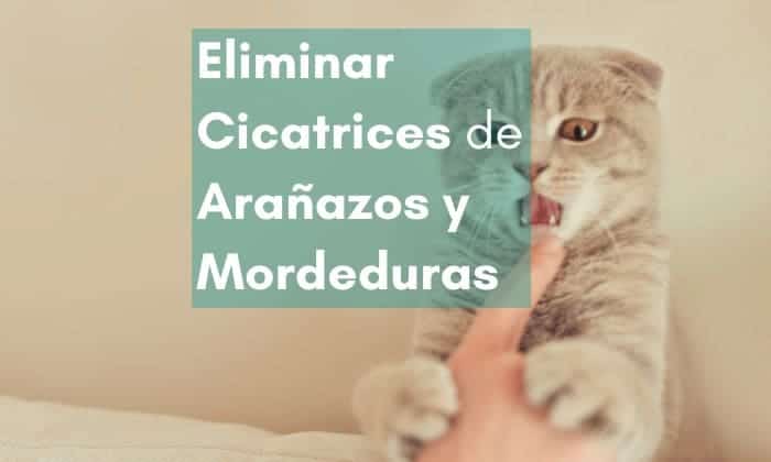 Eliminar cicatrices de arañazos y mordeduras con parches cicatrizantes